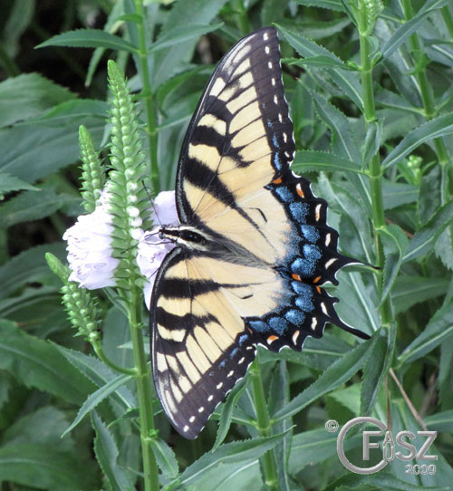Swallowtail on Obedient Plant